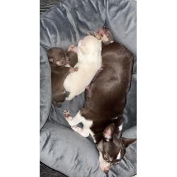 Chihuahua pups