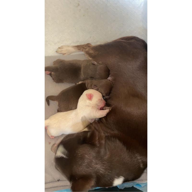 Chihuahua pups