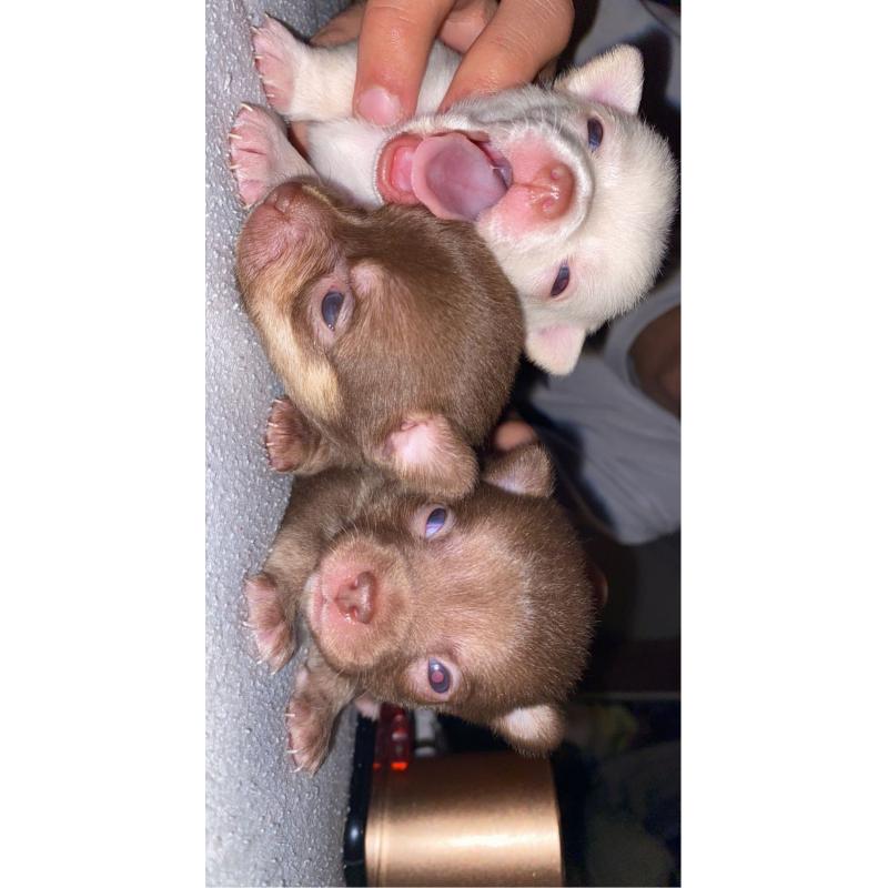 Chihuahua pups