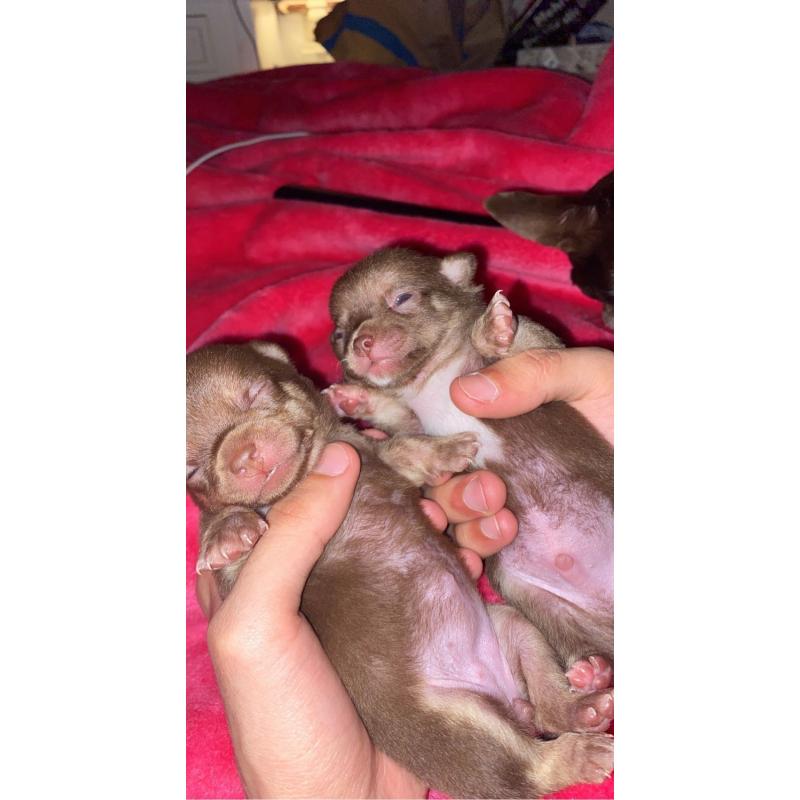 Chihuahua pups