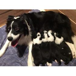 Prachtige border collie's huiselijk opgevoed