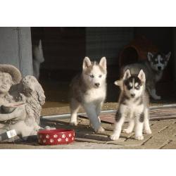 Husky pups te koop